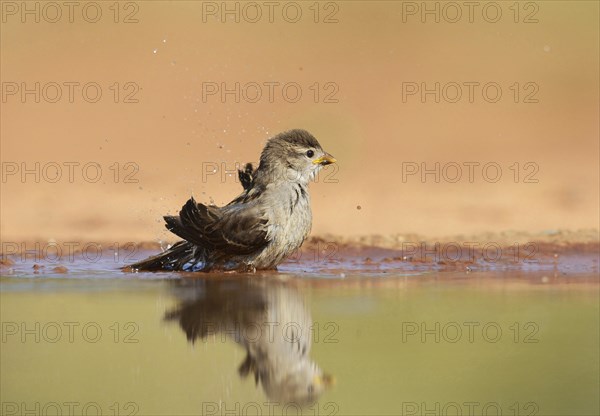 House Sparrow