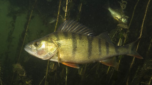 European perch