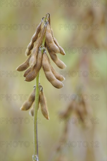 Soya beanplant