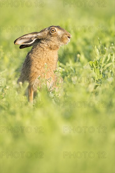 European hare