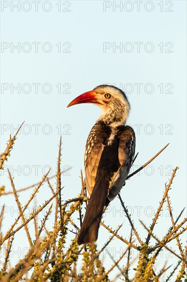 Red-billed hornbill