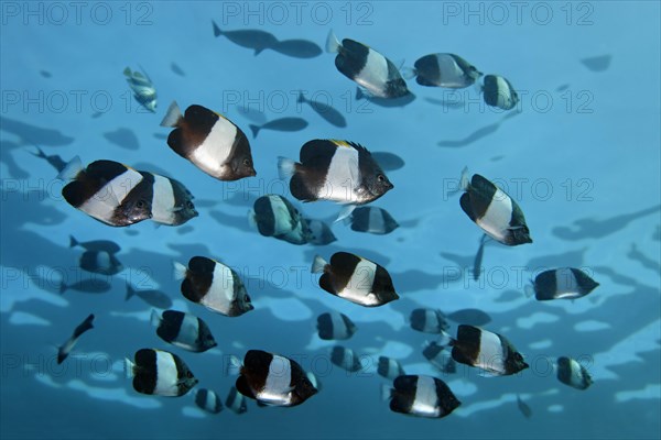 Swarm Brown-and-white butterflyfish