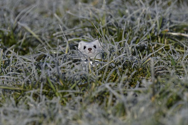 Ermine