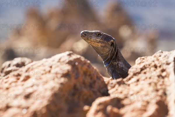 Tenerife Lizard