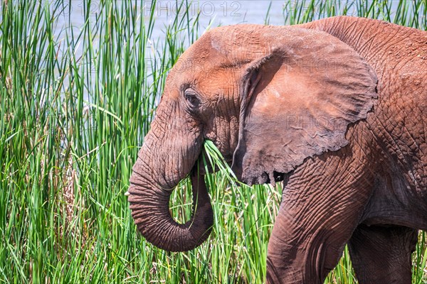 African Elephant