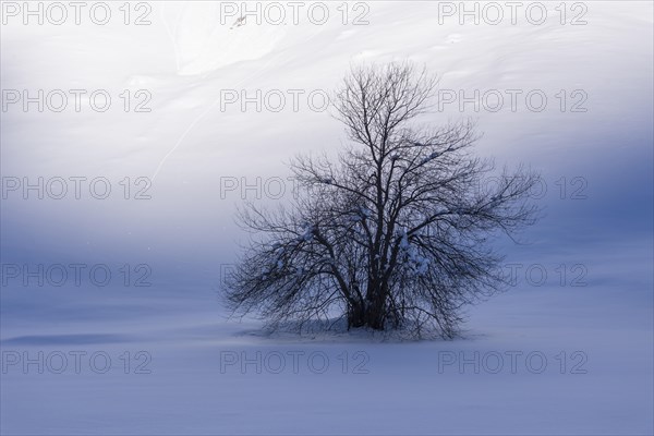 Winter landscape with bush