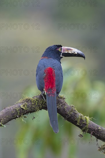 Collared aracari