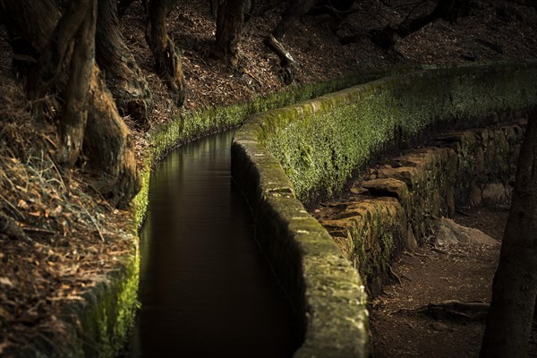 Levada water channel in the rainforest