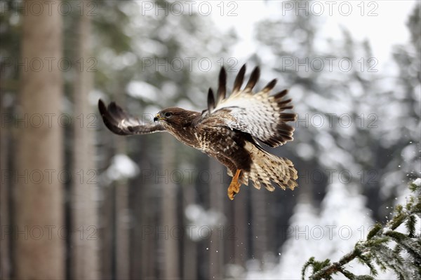 Steppe buzzard