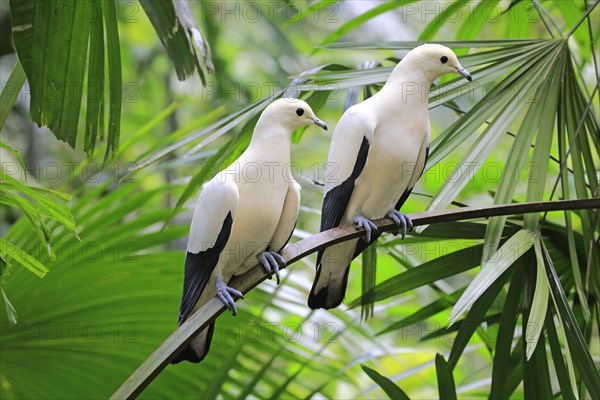 Pied Imperial Pigeons