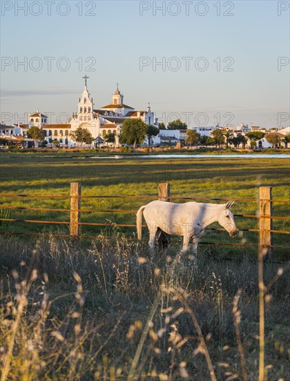 White horse