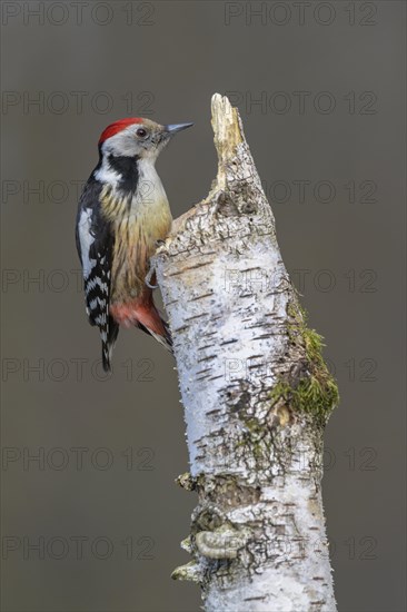 Middle spotted woodpecker