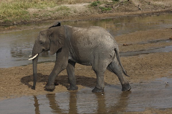 African bush elephant