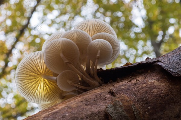 Porcelain fungus