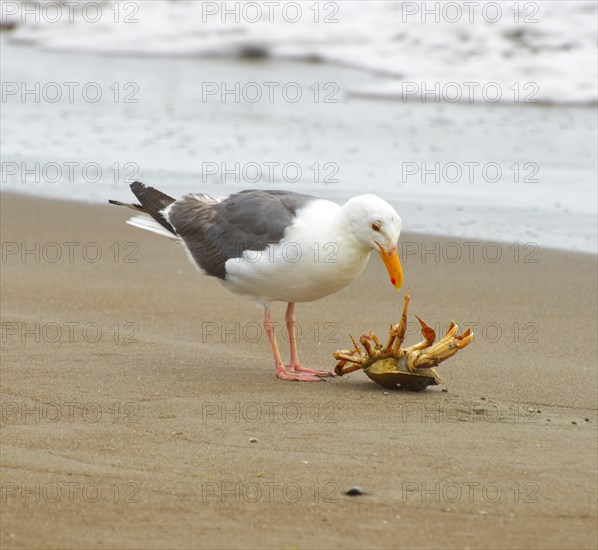 American herring gull