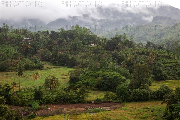 Landscape and vegetation