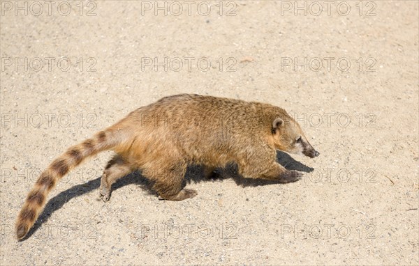 South American coati