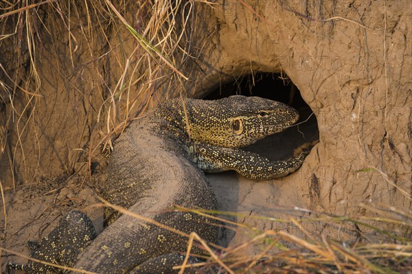 Nile monitor