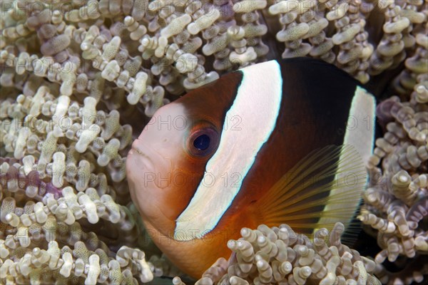 Clark's anemonefish