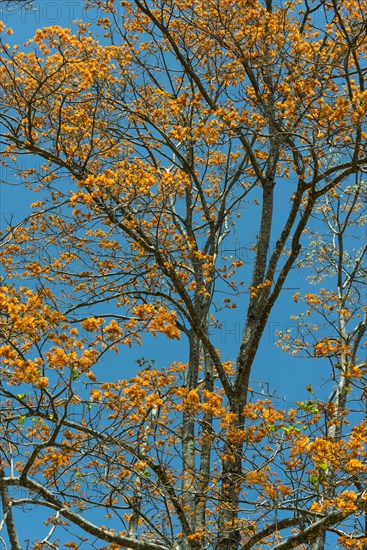 Flowering coral tree