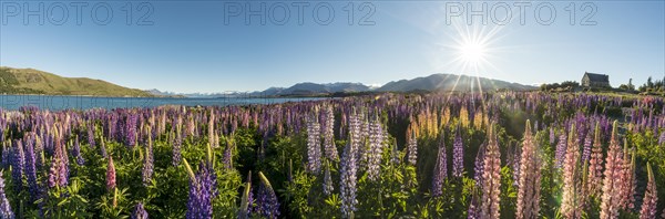 Sun shining through colorful Large-leaved lupines