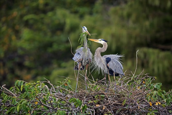 Great blue heron