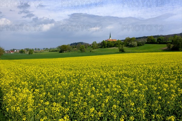 Rape fields with the Chapel of ease of the Assumption of Mary in Leutkirch