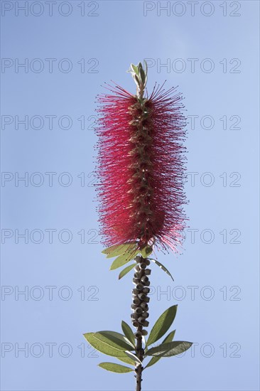 Scarlet Bottlebrush