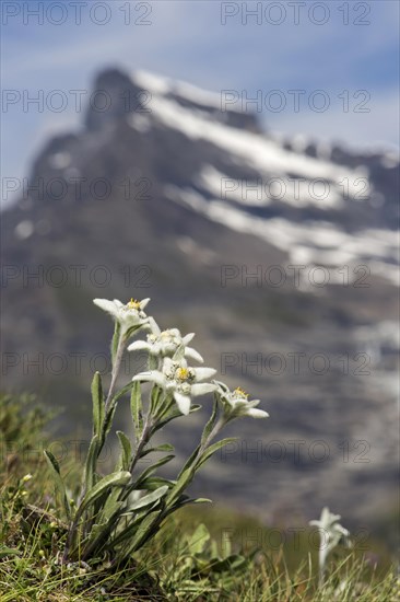 Alps-Edelweiss