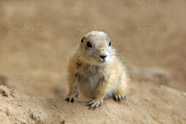 Black-tailed Prairie dog