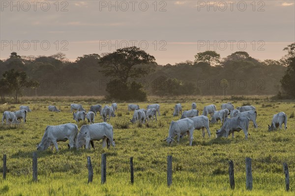 Herd of Nelore cattle on the pasture