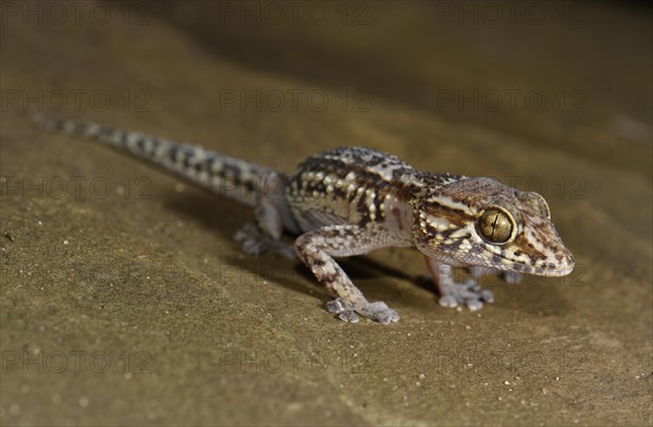 Great Head Gecko