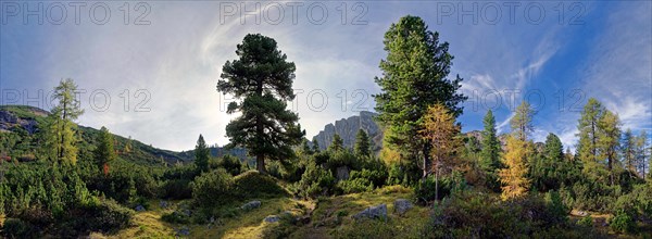 Mountain forest