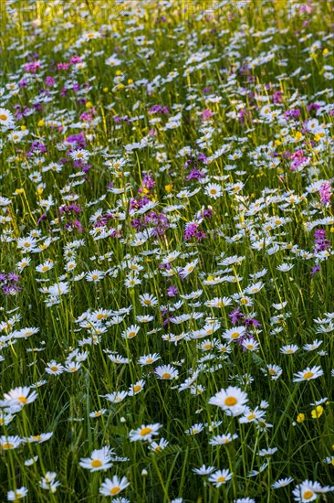 Sea of blossoms