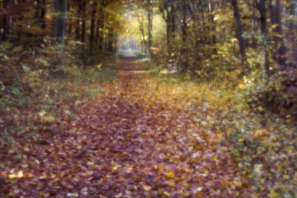 Forest trail in autumn