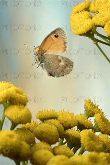 Small heath