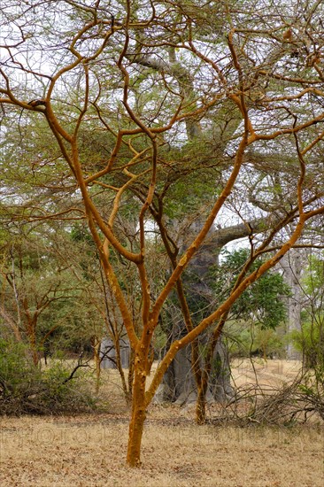 Camelthorn tree