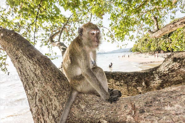 Macaque