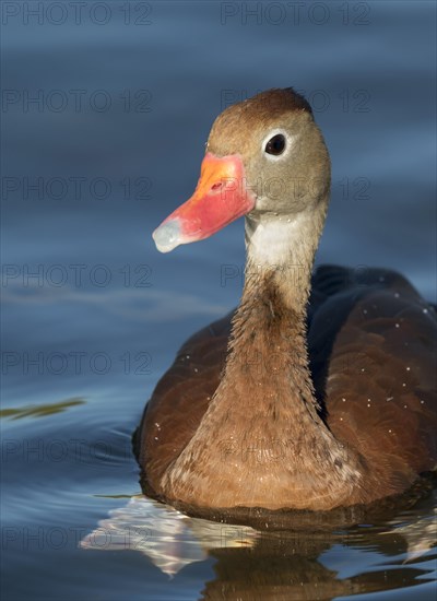 Black-bellied Whistling Duck