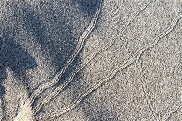 Animal tracks in the sand