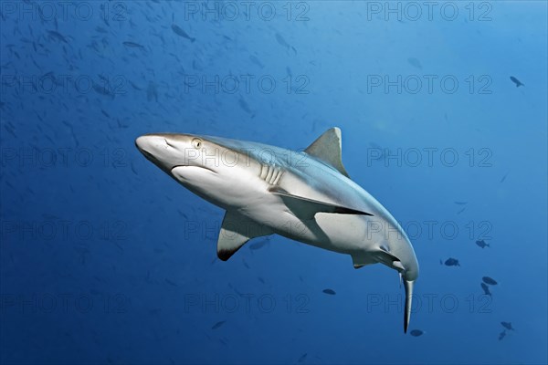 Grey reef shark