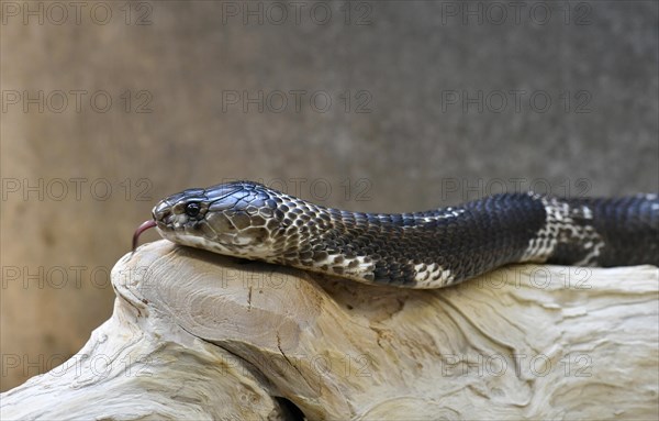 Indian cobra