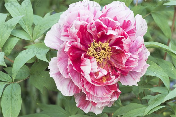 Tree peony