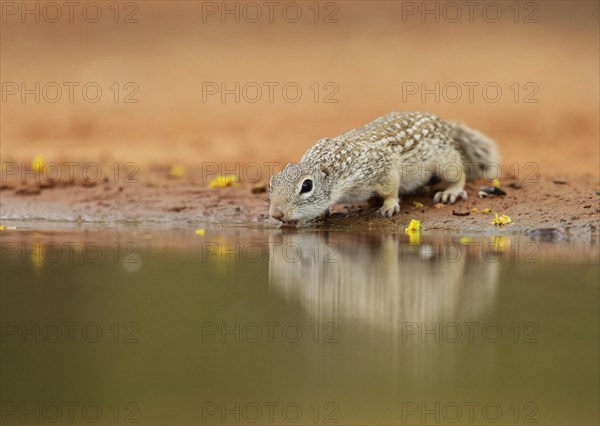 Mexican Ground Squirrel