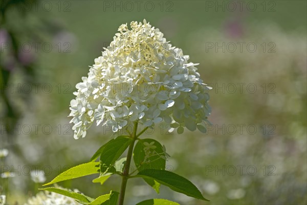 Hydrangea paniculata