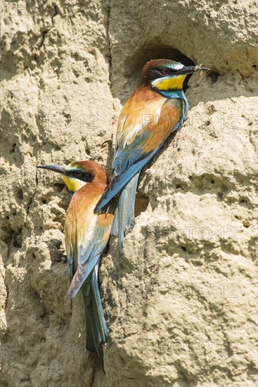 European bee-eater