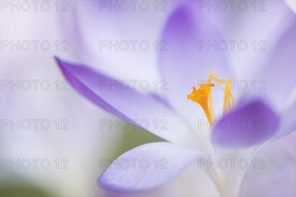 Woodland crocus