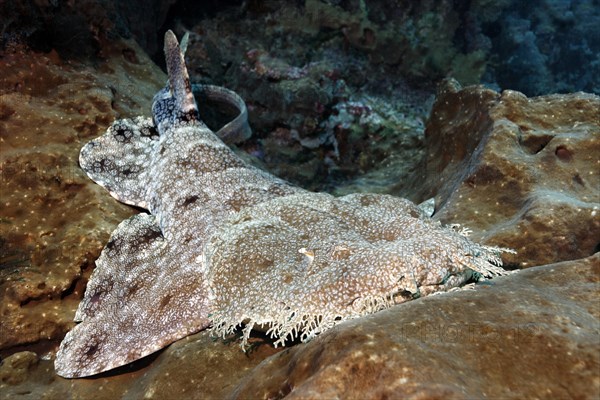 Tasselled wobbegong