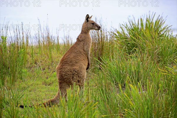 Eastern Gray Kangaroo