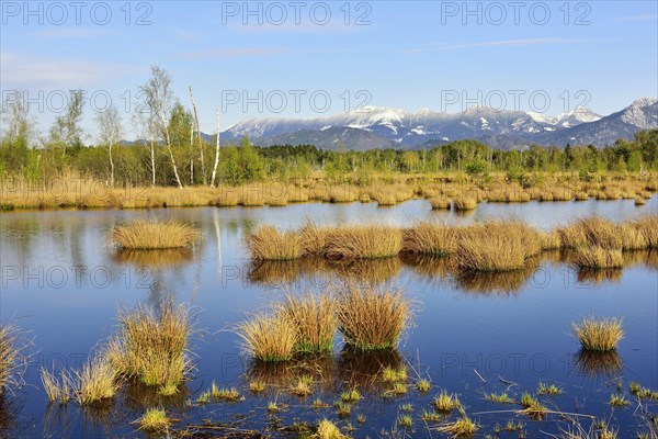 Wet peat ditch with flowering common club-rush